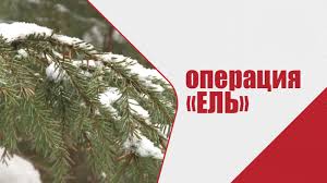 " Операция Ель". " Операция Ель".